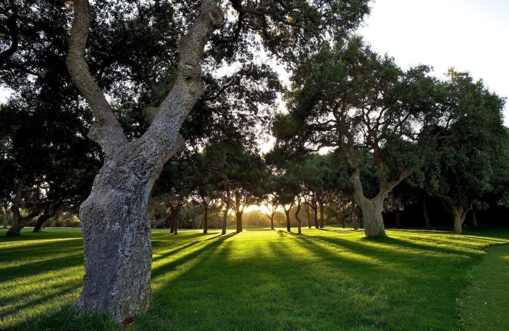 Los alcornoques del campo de golf Valderrama en Sotogrande la escapada con Andgolf Travel