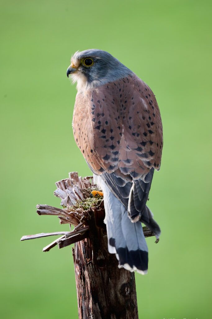 Tulfarris Kestrel