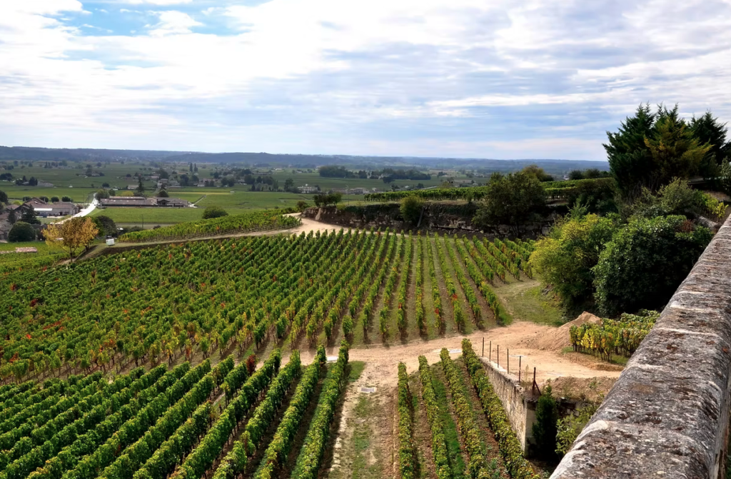 Viñedos Burdeos