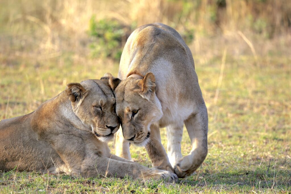 Legends Resort South Africa lions