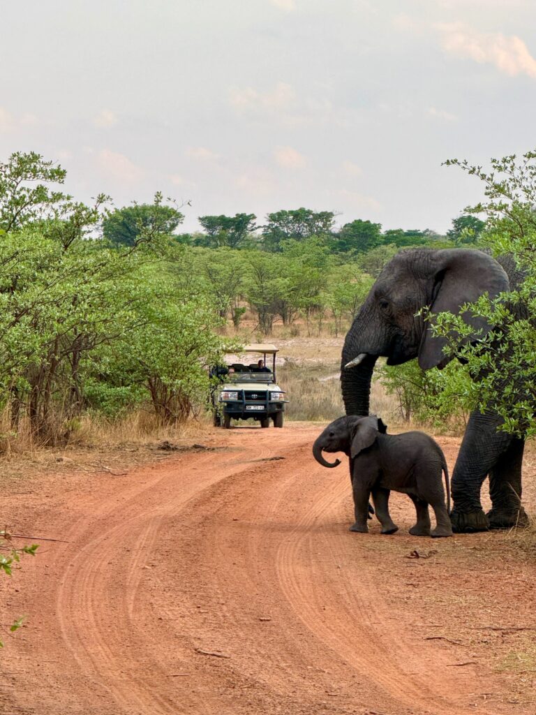 Legends Resort South Africa safari elefantes