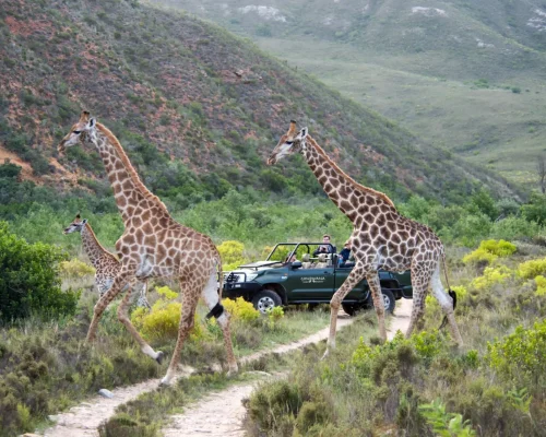 Golf con Safari Jirafas