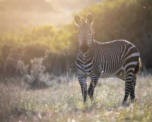 Golf y Safari en Sudáfrica Cebra