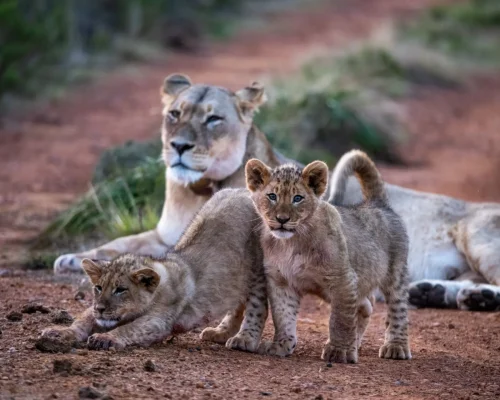 Wildlife leones safari y golf