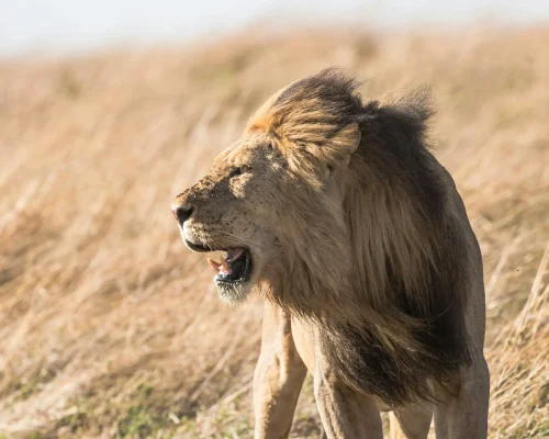 Golf y Safari en Sudáfrica León
