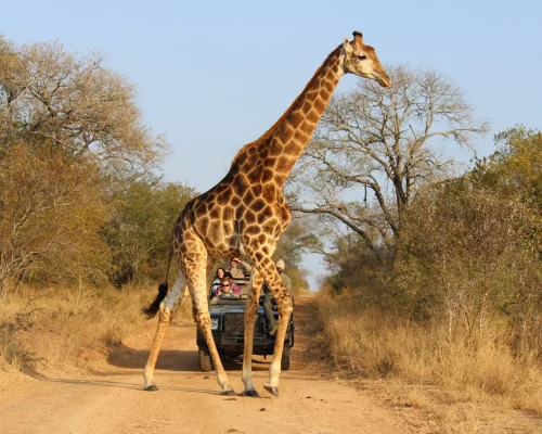 safari y golf en South Africa Jirafa
